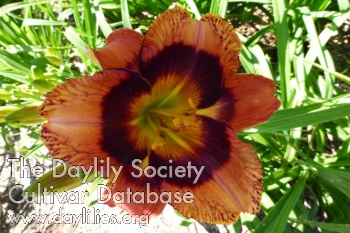 Daylily Pepper Speckles